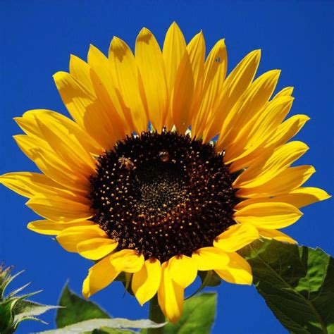 These NoVA Farms Have Stunning Pick-Your-Own Sunflower Fields