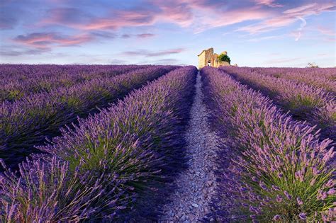 10 Best Places to See Lavender Fields in France - What are France's ...