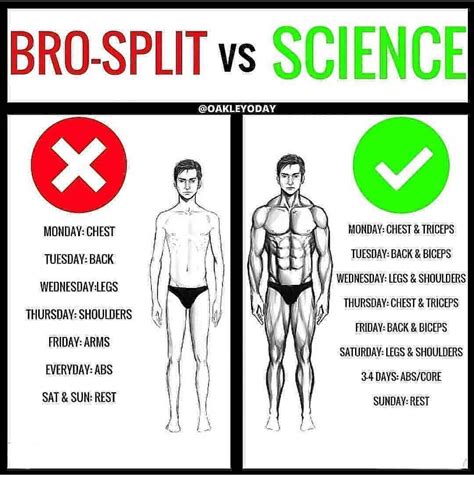 Bro Split vs Science | Workout splits, Weight training workouts, Gym ...