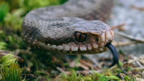 Image result for Snake Catching Adders