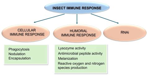 Innate Immunity in Insects: The Lights and Shadows of Phenoloxidase ...