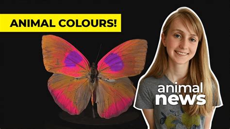 How Animals See Color 的图像结果