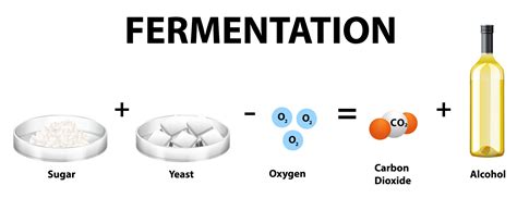 Anaerobic reaction and respiratory quotient — lesson. Science State ...