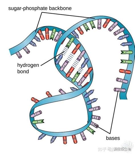 Small Activatingrna 的图像结果
