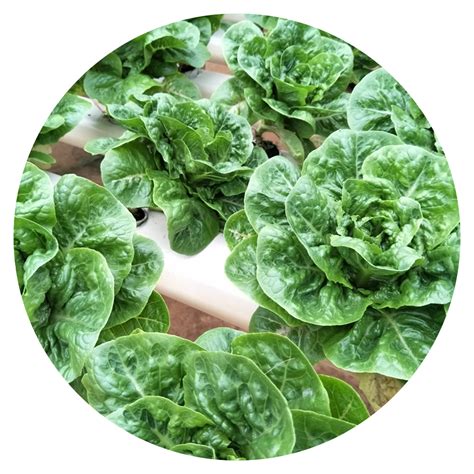 Hydroponic Vegetables Online Store