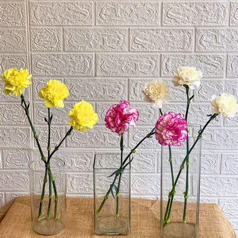 Carnations – Simply Phoolish