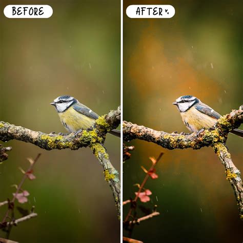 BIRD PHOTOGRAPHY Lightroom Presets for Mobile & Desktop, Animal Natural ...