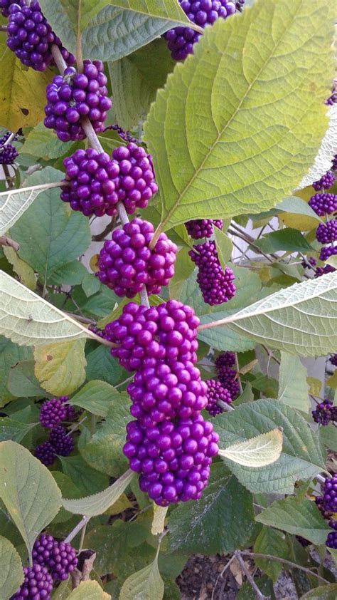 Care Of Beautyberry: How To Grow American Beautyberry Shrubs | Garden ...