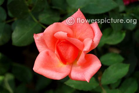 Rose varieties with names gallery-1