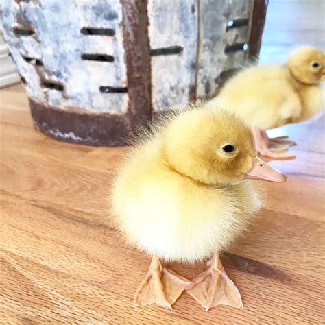 Little Farmstead: Ducklings and Chicks ~ So Happy Together (So Far!)
