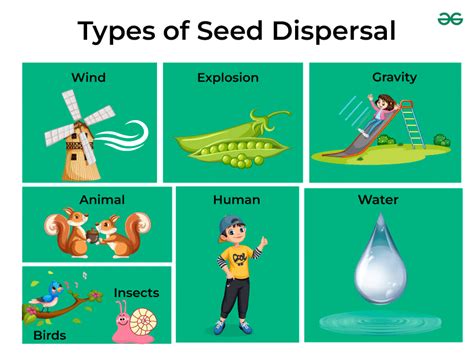 Seed Dispersal Examples 的图像结果