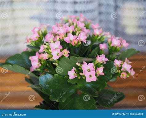 Kalanchoe Scient. Class. Saxifragales Crassulaceae Pink Flower Stock Image - Image of vegetation ...