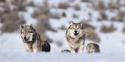 Image result for Howling Wolves Sleep