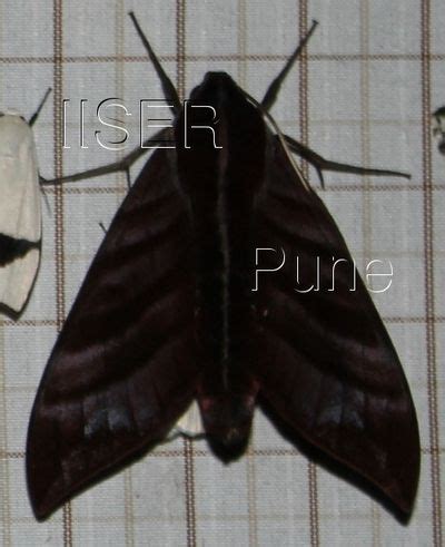 Ramana Athreya @ IISER-Pune : Sphingid Species Notes