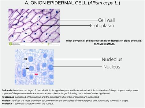 SOLUTION: Botany lab pictures and labels - Studypool