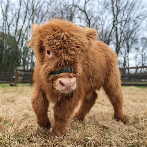 Nashville Zoo | We can’t get over how udderly adorable Hamish (pronounced Hay-mish) is! 🐮😍 ...