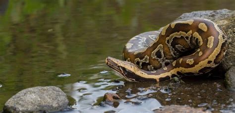 Image result for Blood Python Feeding