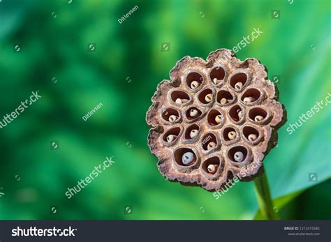 4,360 Water Lily Seeds Pod Images, Stock Photos & Vectors | Shutterstock