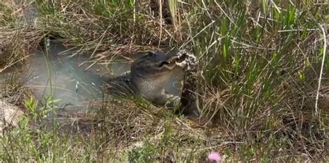 Image result for Alligator vs Python Nat Geo Wild