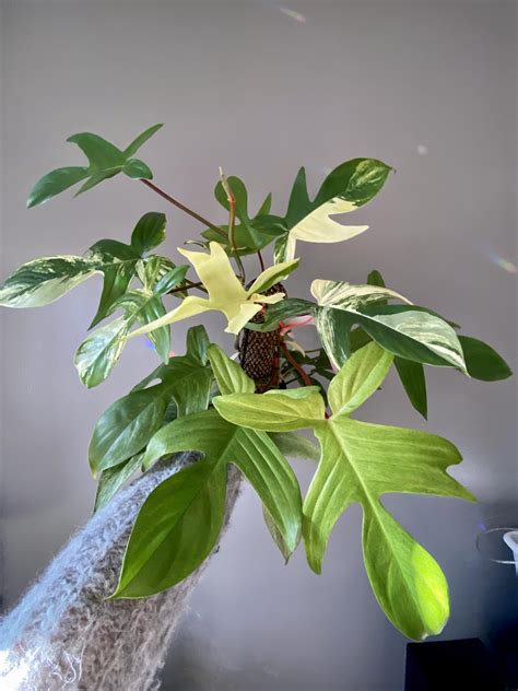 Philodendrons Florida beauty and Florida Ghost. : r/philodendron