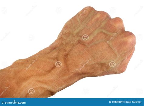 Human Vein In Vector Illustration | CartoonDealer.com #13790564