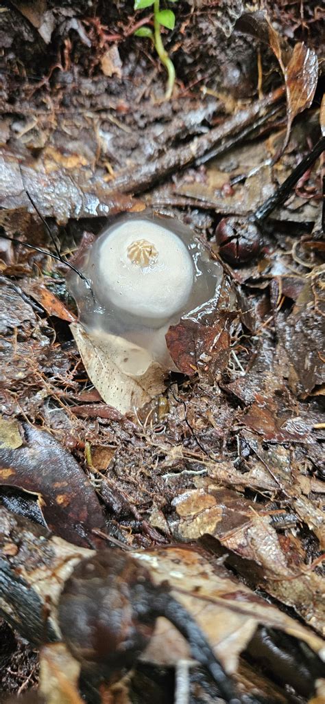I think I found calistoma insigne while hiking in Malaysia? How does this this reproduce? : r ...