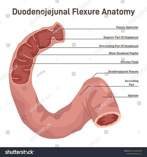 Duodenum Definition 的图像结果