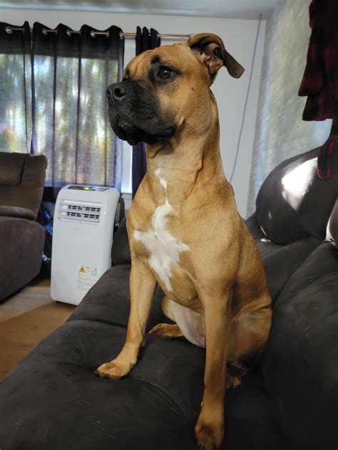 Bullmastiff Blue Pitbull Mix