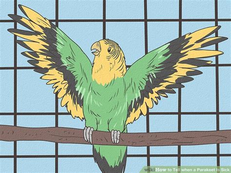 Sick Parakeet 的图像结果