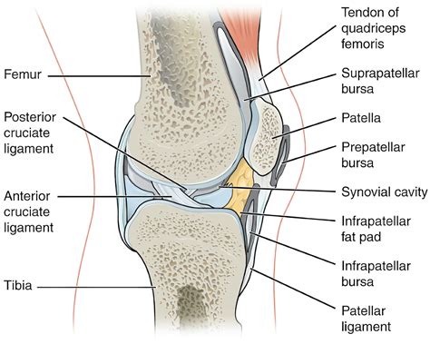 Knee Joint | Anatomy | Geeky Medics