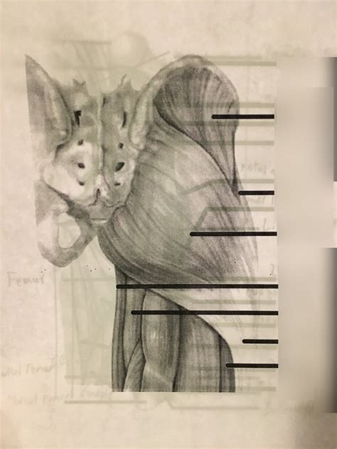 Image result for Lower Back Hip Muscles