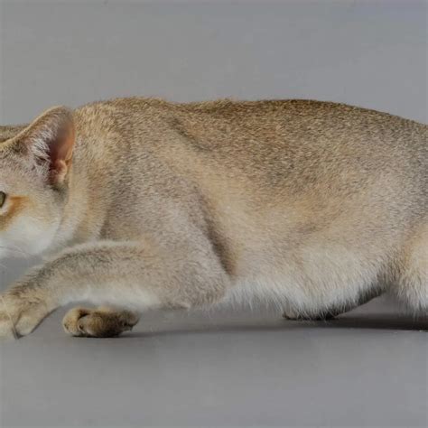 Katzen mit blauen Augen Diese Katzenrassen gibt es