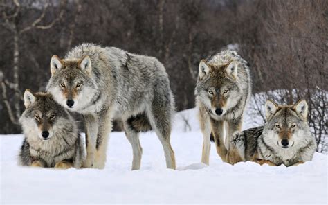Gray Wolves Norway wallpaper | animals | Wallpaper Better