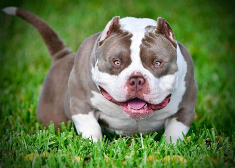 Everything You Need to Know About the American Bully Breed— Health ...