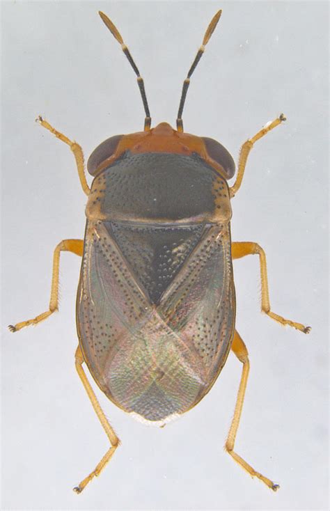 Featured insects