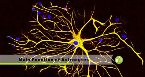 Main Function of Astrocytes - biomadam