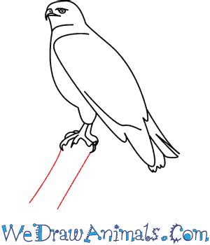 How To Draw A Hawk Step By Step For Kids