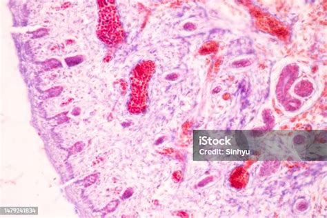 Image result for Finger Under Microscope