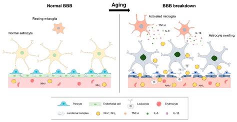 The Cerebral Effect of Ammonia in Brain Aging: Blood–Brain Barrier ...