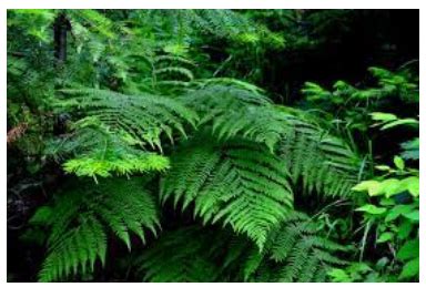 Image result for Pteridophytes Reproduction