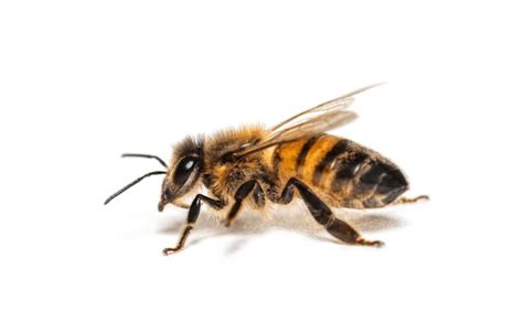 Image result for Bee Flying Side View