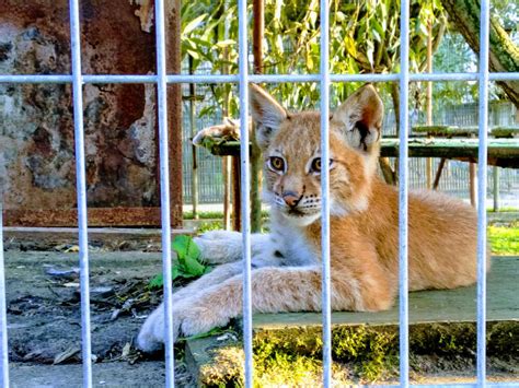 Lithuania: the best places for family holidays with children - Travellizy