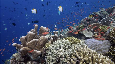 Sound of Fish Underwater 的图像结果