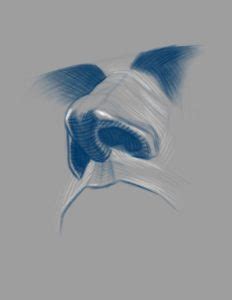 Image result for How to Draw Simple Noses