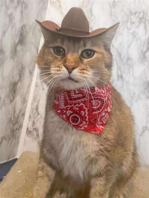 Cat In Cowboy Hat at Rosa Pierce blog