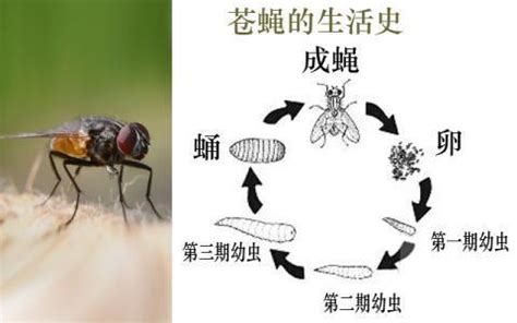 苍蝇习性特征及有效的室内灭蝇方法 - 知乎