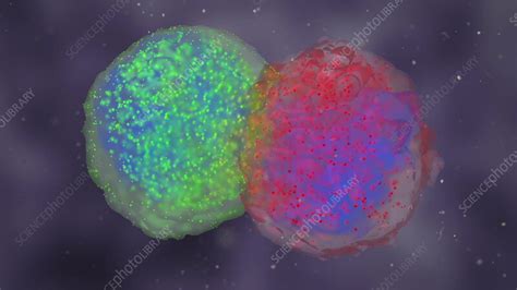 Cell-Cell Interaction 的图像结果