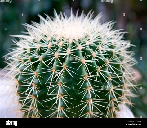 Bunch of giant cactus plants Stock Photo - Alamy