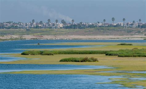 Ecosystem – Bolsa Chica Conservancy
