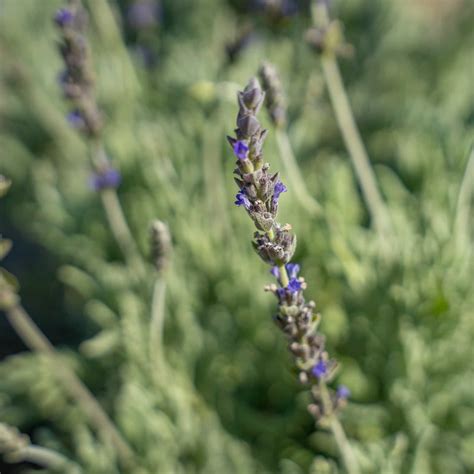 Lavender | Shrubs | Moon Valley Nurseries